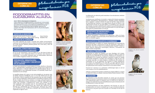 M. L. Guerrero. Pododermatitis en aves.